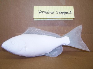 Vermillion Snapper1                       